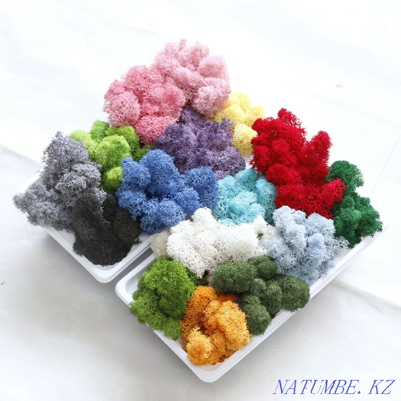 stabilized moss Almaty - photo 4