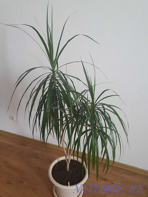 Indoor flower Dracaena Astana - photo 1