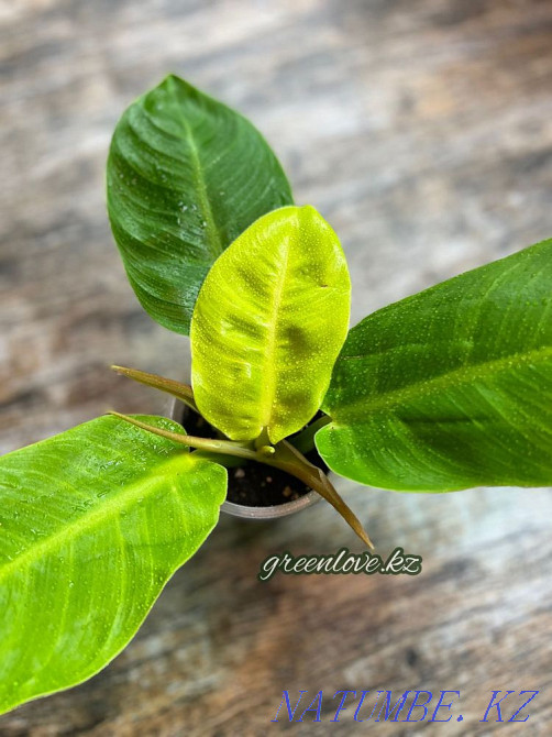 Philodendron Moonlight (Moon Light) Shymkent - photo 1