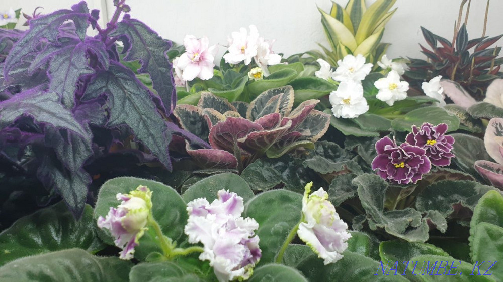 Indoor flowers. Taraz - photo 2