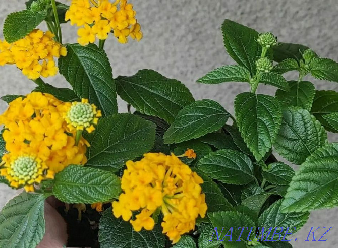 Лантана Алматы цветы Алматы - изображение 4