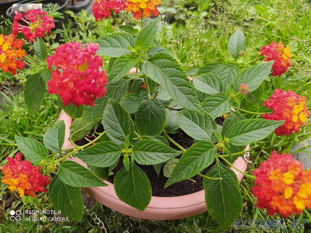 Lantana Almaty flowers Almaty - photo 3