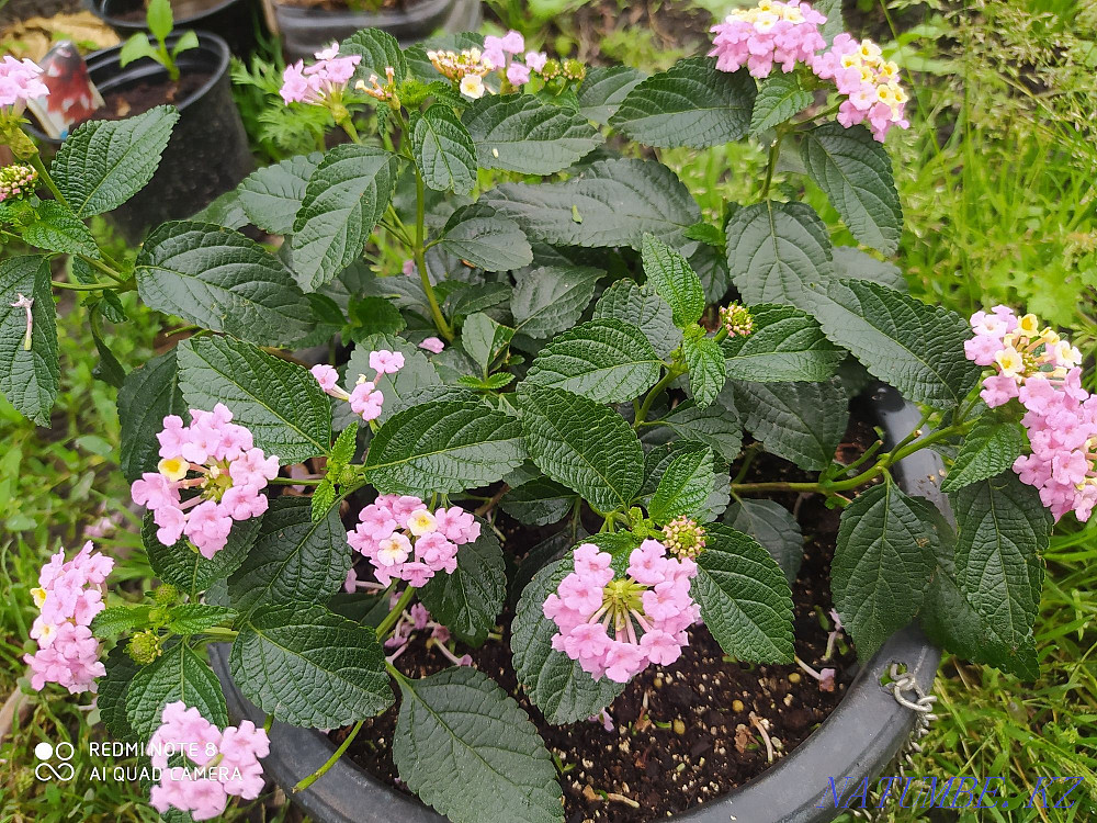 Lantana Almaty flowers Almaty - photo 5