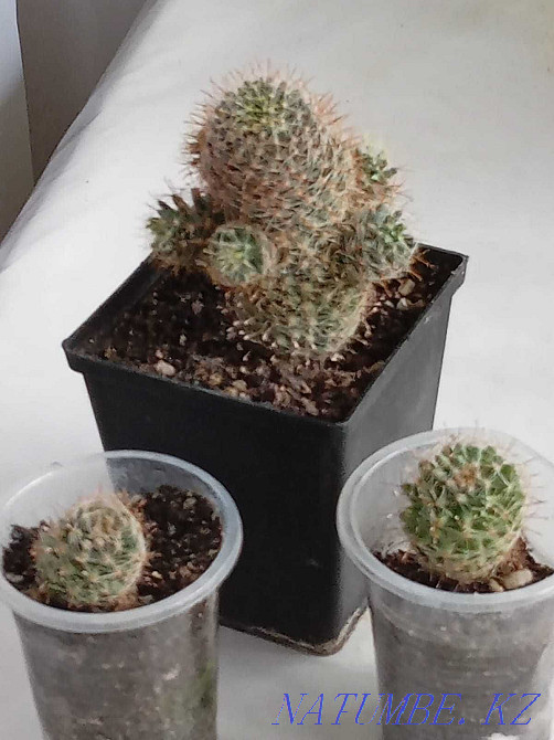 Мамилярия Вилда  Петропавл - изображение 1