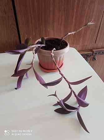 Комнатное растение Сеткреазия Актау