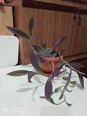 Комнатное растение Сеткреазия  Ақтау 
