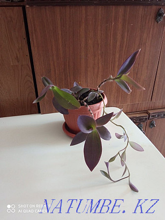 Houseplant Setcreasia Aqtau - photo 2