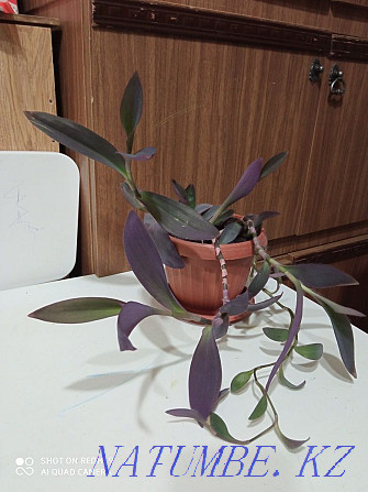 Houseplant Setcreasia Aqtau - photo 1