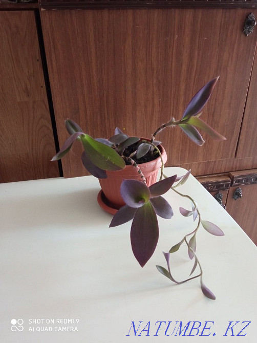 Houseplant Setcreasia Aqtau - photo 2