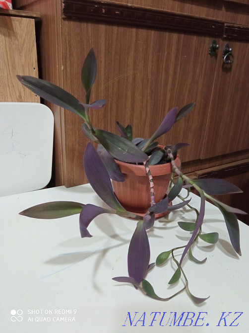 Houseplant Setcreasia Aqtau - photo 1
