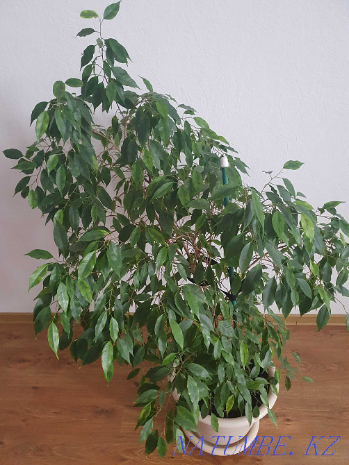 ficus benjamina Astana - photo 1