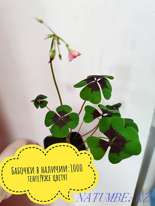 Butterflies in stock Kokshetau - photo 1