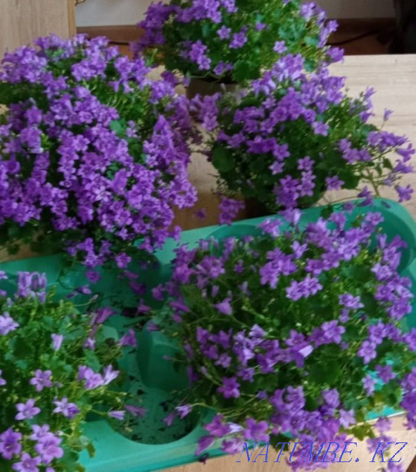 Кампанула, жених в наличии Кокшетау - изображение 1