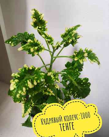 Комнатные цветы по 1000 тенге Кокшетау