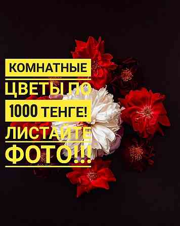 Комнатные цветы по 1000 тенге Кокшетау