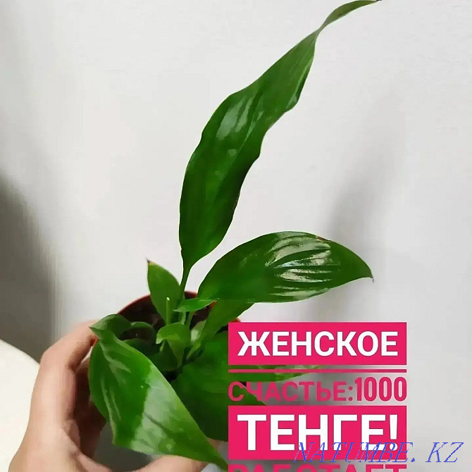 Indoor flowers for 1000 tenge Kokshetau - photo 8