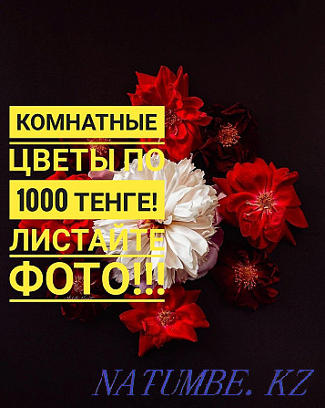 Комнатные цветы по 1000 тенге Кокшетау - изображение 1