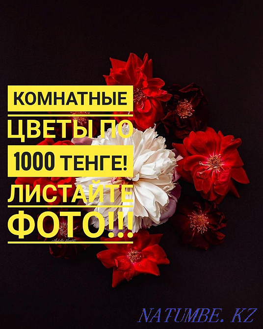 Комнатные цветы по 1000 тенге Кокшетау - изображение 1