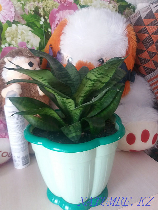 Жабық гүл сатыңыз  - изображение 3