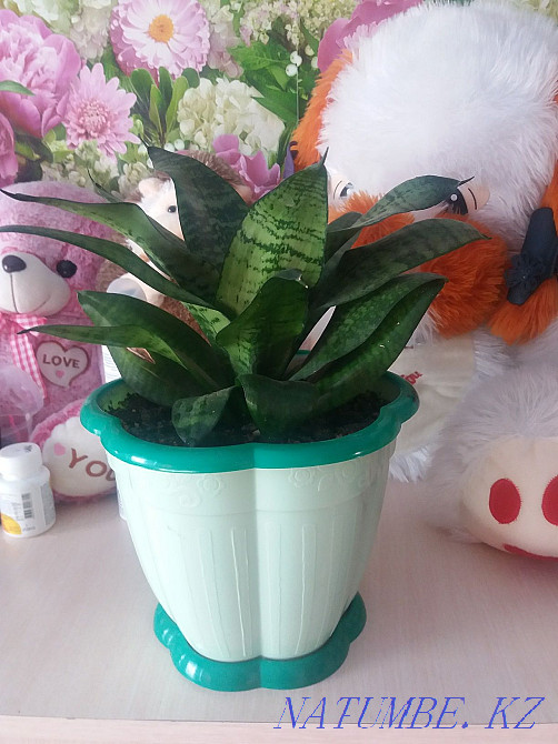 Жабық гүл сатыңыз  - изображение 2