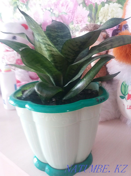 Жабық гүл сатыңыз  - изображение 1