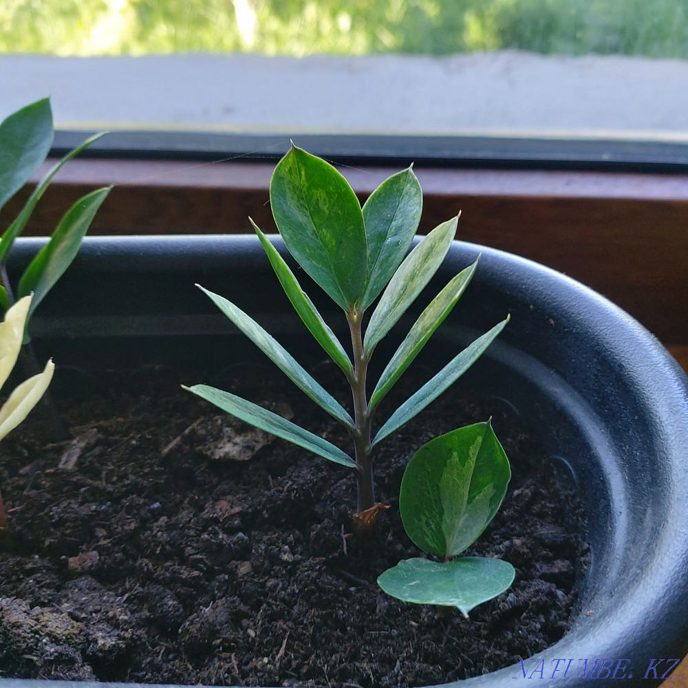 В наличии клубень вариегатного замиокулькаса Алматы - изображение 4