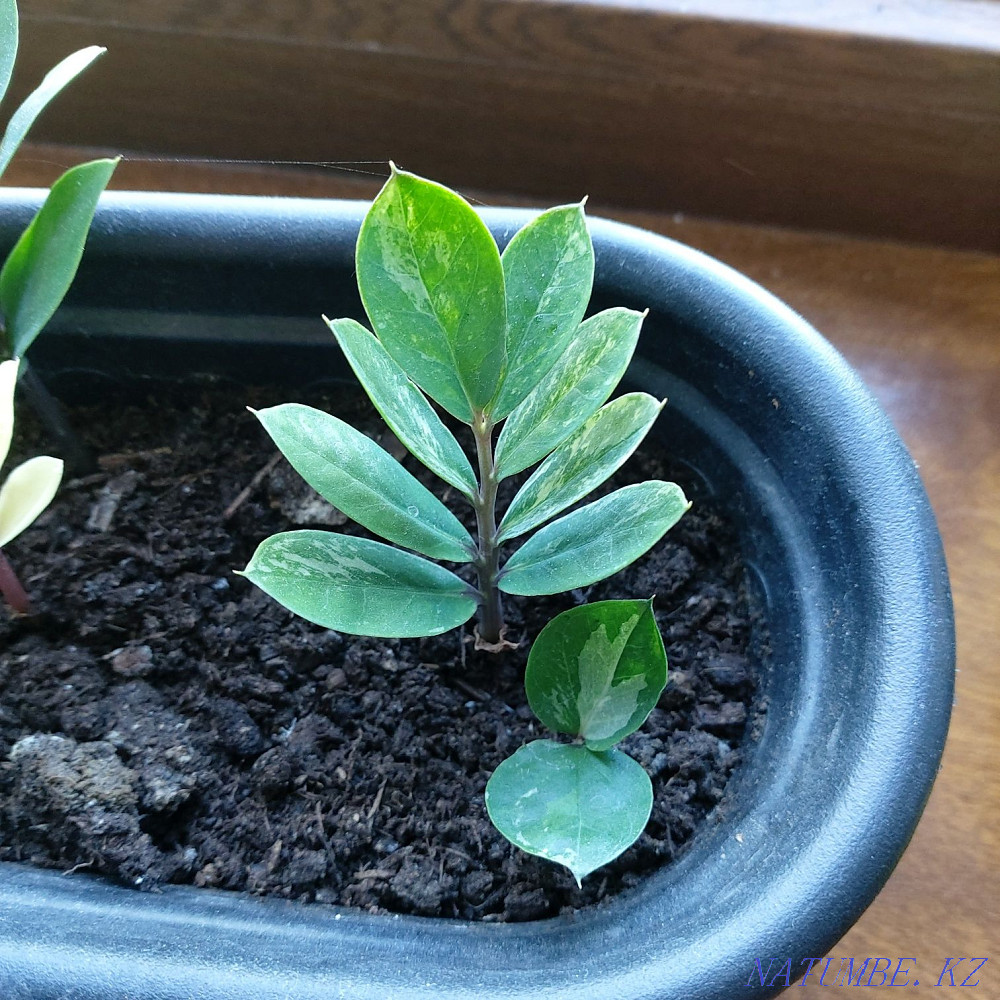 В наличии клубень вариегатного замиокулькаса Алматы - изображение 3