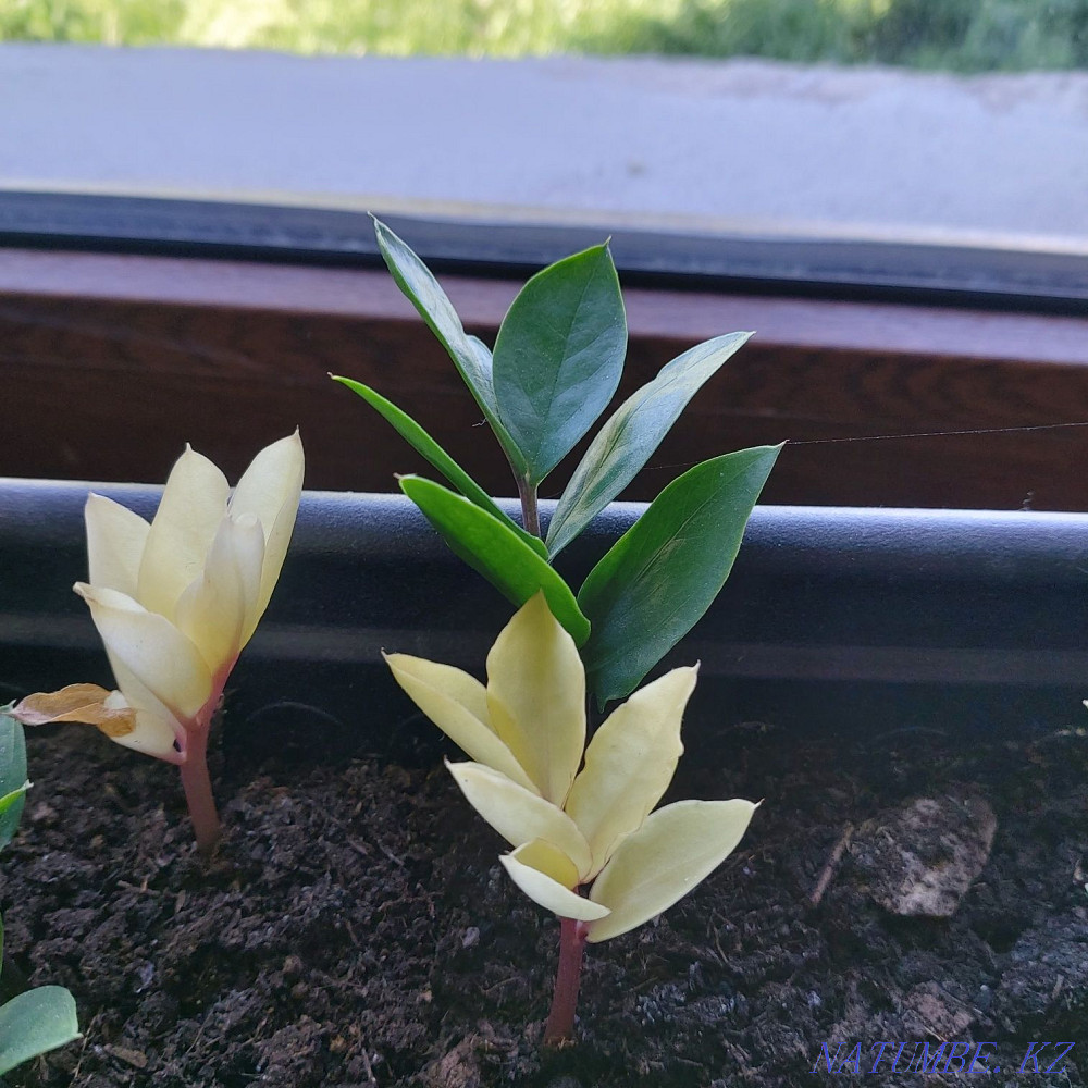 В наличии клубень вариегатного замиокулькаса Алматы - изображение 1