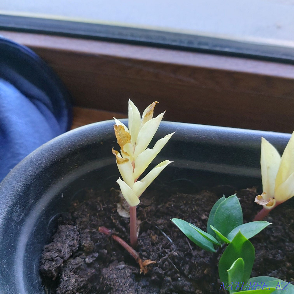 В наличии клубень вариегатного замиокулькаса Алматы - изображение 5