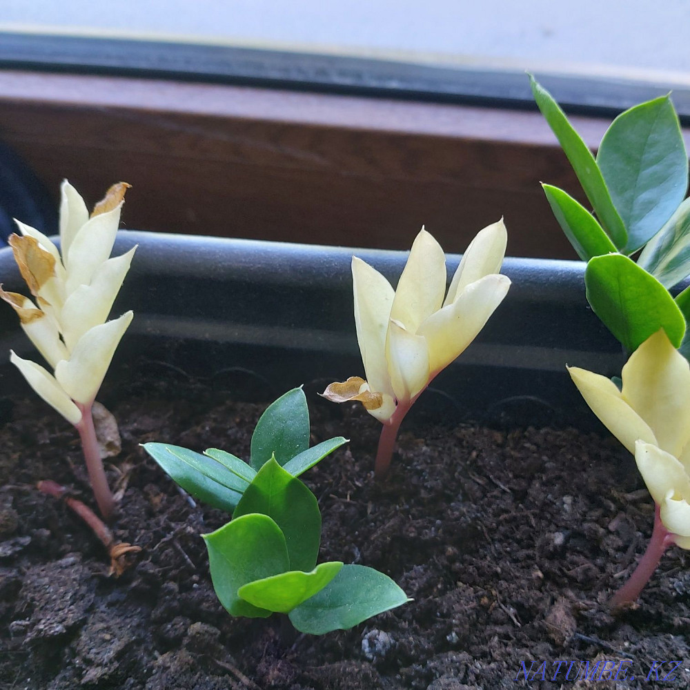 В наличии клубень вариегатного замиокулькаса Алматы - изображение 2