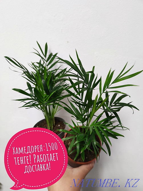 Хамедорея в наличии Кокшетау - изображение 1