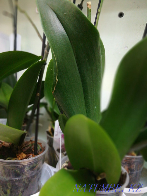 Indoor flowers. orchids Astana - photo 2