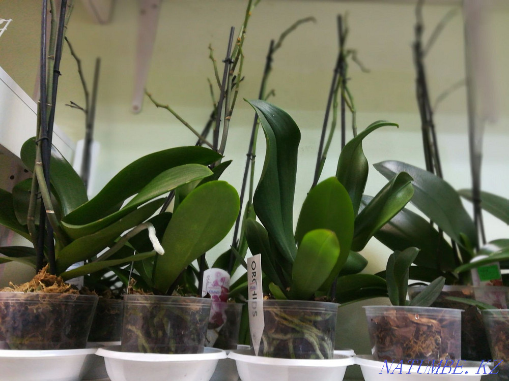 Indoor flowers. orchids Astana - photo 1