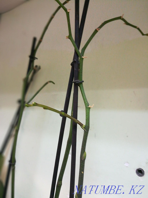 Indoor flowers. orchids Astana - photo 4