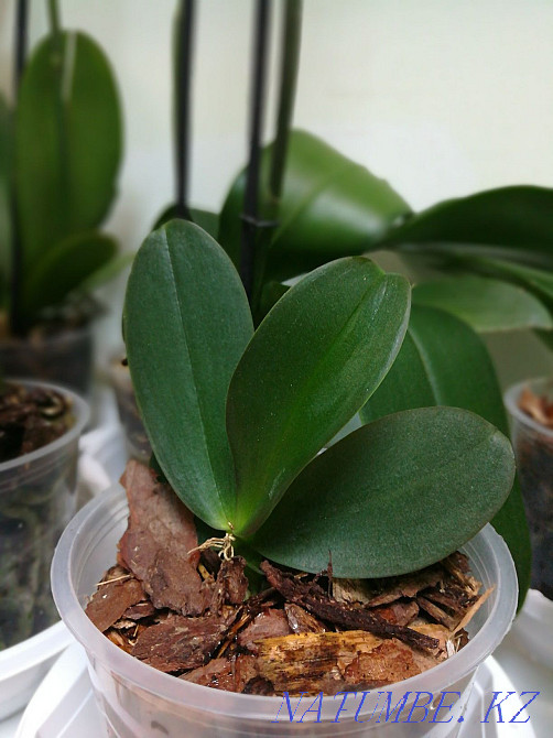 Indoor flowers. orchids Astana - photo 5