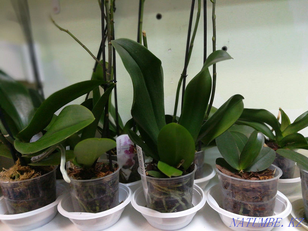 Indoor flowers. orchids Astana - photo 3
