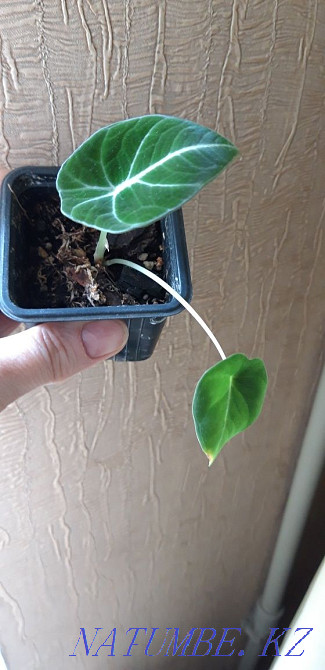 Alocasia black velvet baby Almaty - photo 1
