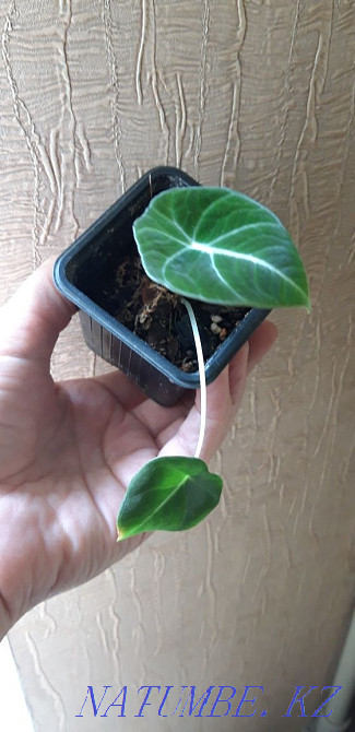 Alocasia black velvet baby Almaty - photo 2