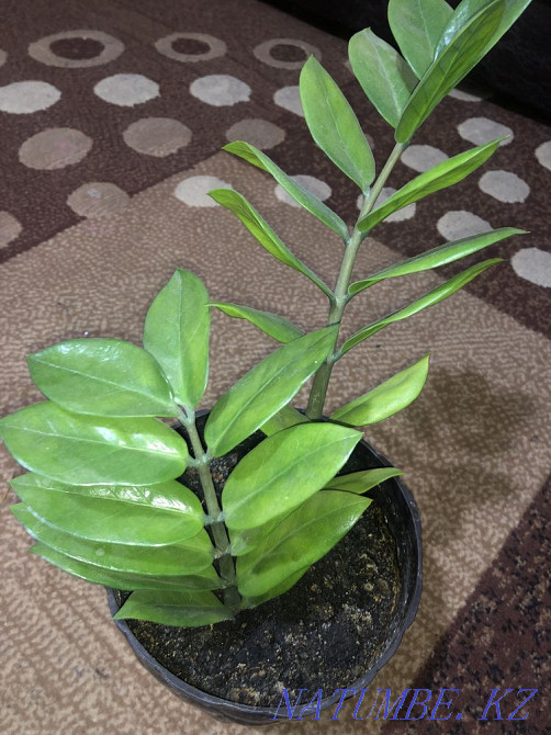 Selling indoor flowers Astana - photo 4