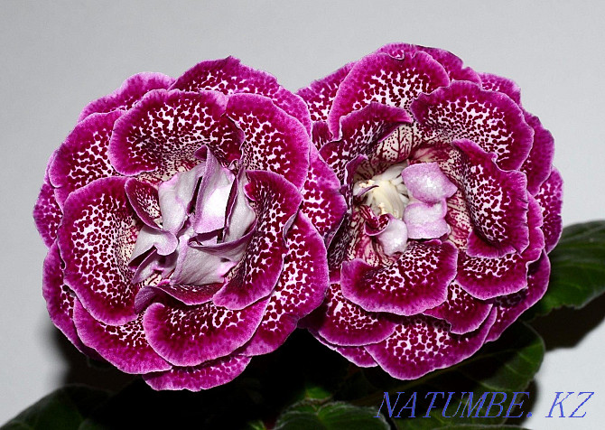 Sell varietal gloxinia Pavlodar - photo 4