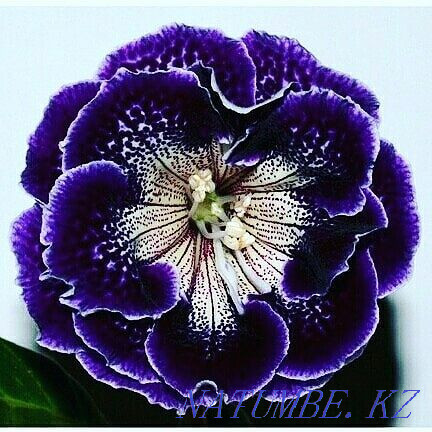 Sell varietal gloxinia Pavlodar - photo 1