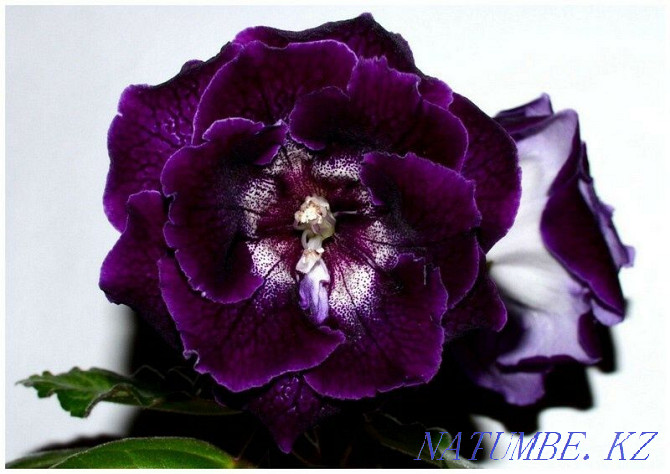 Sell varietal gloxinia Pavlodar - photo 7