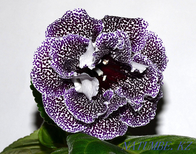 Sell varietal gloxinia Pavlodar - photo 3