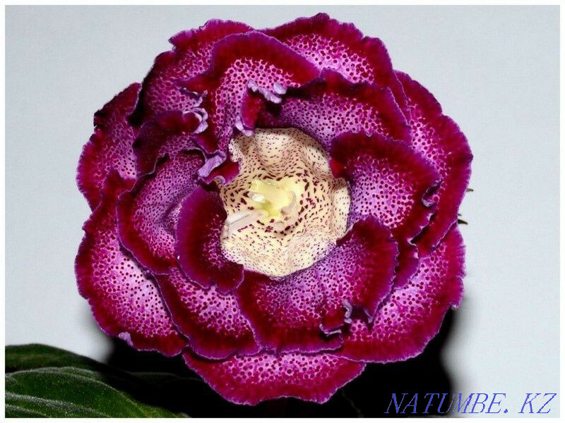 Sell varietal gloxinia Pavlodar - photo 6
