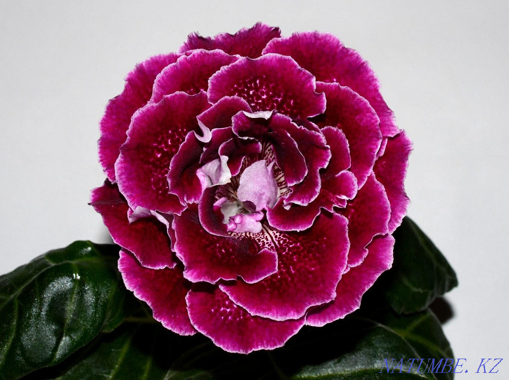 Sell varietal gloxinia Pavlodar - photo 5