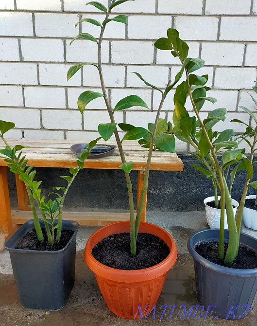 Продам драцену 4500 тг, высота метр Нура - изображение 3