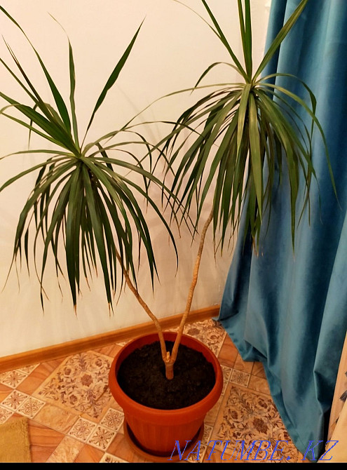 Продам драцену 4500 тг, высота метр Нура - изображение 1