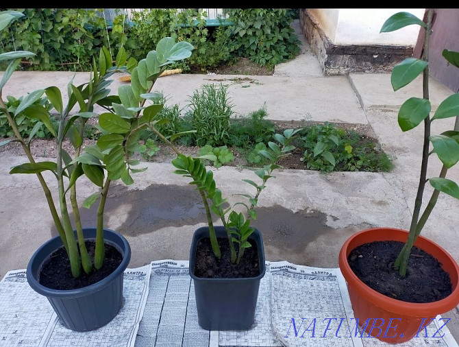 Zamioculcas for sale large 3500, small 1500 Нура - photo 2