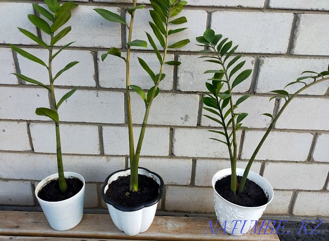 Zamioculcas for sale large 3500, small 1500 Нура - photo 5