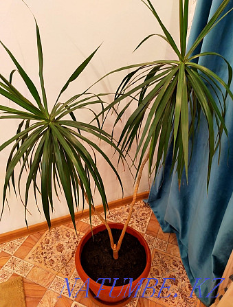 Zamioculcas for sale large 3500, small 1500 Нура - photo 6